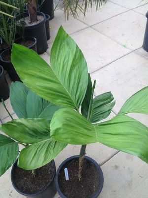 Ernest August's Palm - Understory Fishtail Palm - Live Plant in a 10 Inch Pot