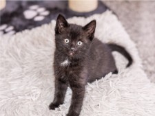 Black Kitten On White Rug Cute Cat Poster Print Paper OR Wall Vinyl