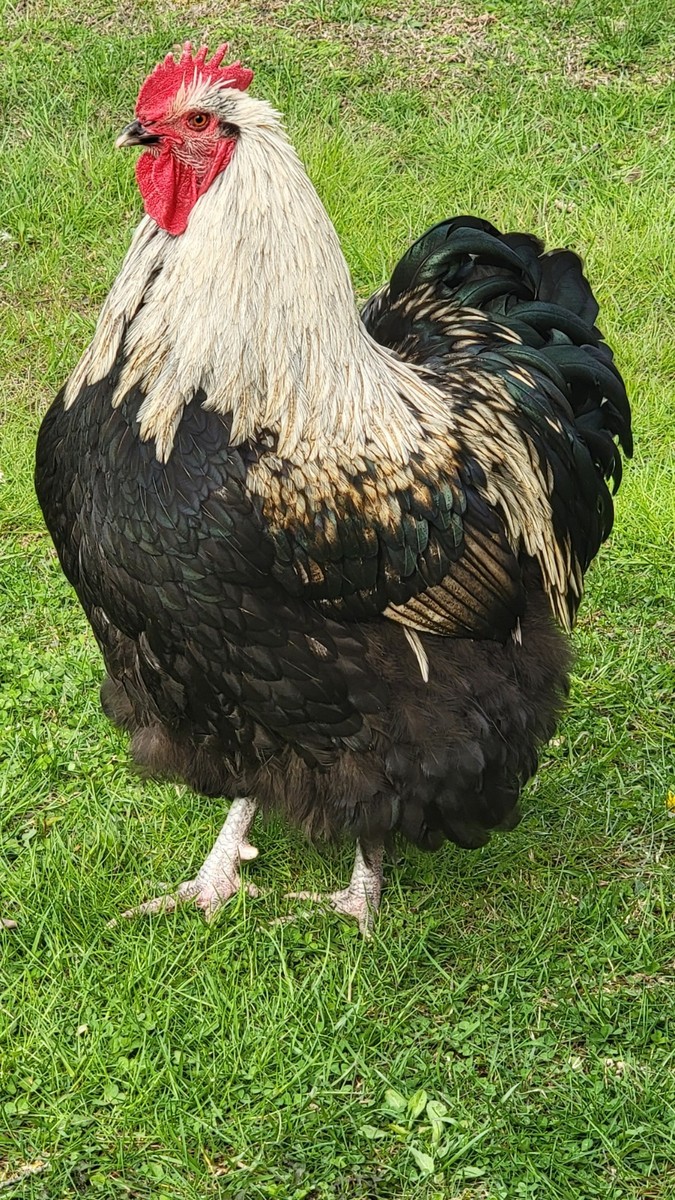 6 Purebred ENGLISH ORPINGTON HATCHING EGGS RARE COLORS | eBay