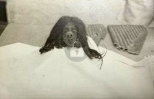 Shrunken Head Oddities Headhunter RPPC Photo Postcard COPY