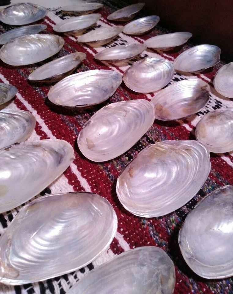 Mother of Pearl shells 5 whole shells (10pc.) sanitized,  - Image 3 of 4