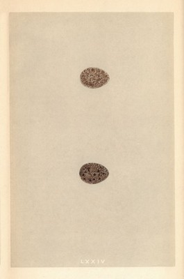 BRITISCHE VOGELEIER. Himmelslerche. Haubenlerche. MORRIS 1866 alter antiker Druck