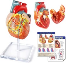 Human Heart Model For Anatomy - 2 Part Life Size Medical Heart Model