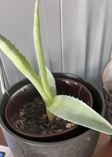 Lot of 2 small Americana Blue Agave Cactus Plants Live Florida Grown - Picture 2 of 5