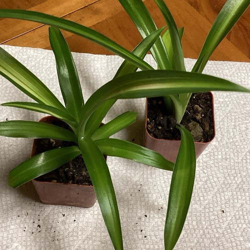 (2) Baby Spinnenpflanze im 2" Topf Zimmerpflanze Chlorophytum capese versandkostenfrei - Bild 22 von 24