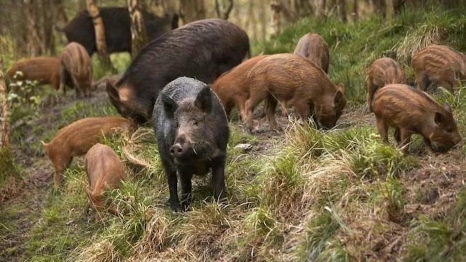 Stop Cinghiali e Istrici Disabituante Repellente Granulare  Miscela di Oli 1 kg - Immagine 3 di 3
