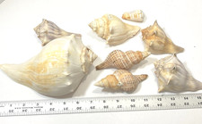 Seashells Large Medium Conch Horn Lot of 8 Shell Decor Crafting Beach