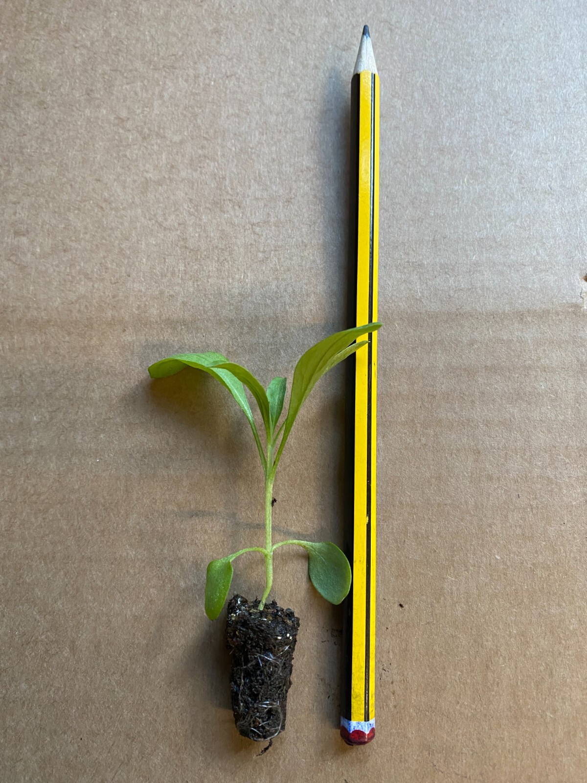 12 X Very Healthy "Sugar Rush "Primrose" WallFlower Mini Plug Plants eBay