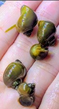 3 Live Assorted Brown  Gold Mystery Snails - Freshwater Aquarium Algae Eater