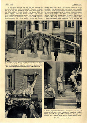 Der Umzug des Senckenbergischen Museums in Frankfurt a.M. c.1907