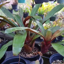 BUY ANY 3 SAVE 15% BROMELIAD Aechmea VICTORIANA var. DISCOLOR Small Beauty!