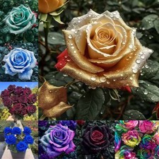 100Pcs Mixed Multi-Colour Rose seeds Home Gardening Flower Plant seeds