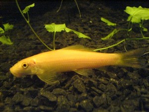 golden algae eater