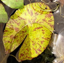 Nymphaea Lotus Tiger Lotus Bulb Red Live Aquatic Plants Aquarium