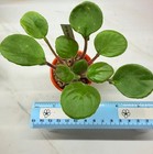 African Violet~Kentucky Bat Wings! Semiminiature!~Starter — photo 2