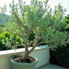 winterharte Pistazienbaum Stecklinge schnellwüchsig, exotische Pflanzen Garten
