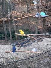 Modern 5 Birds On Branches Hanging Art Mobile 24  W 31.5  T