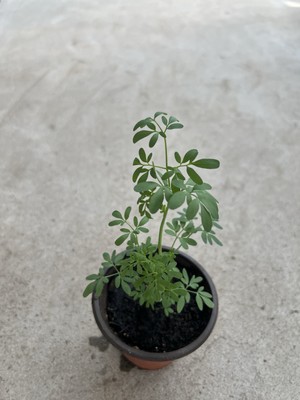 Common Rue Plant 6 Ruta graveolens Herb of Grace Ready To Plant | eBay