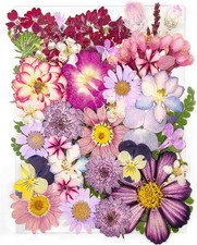 Lila Getrocknete Blumen Set f&uuml;r DIY-Kunsthandwerk und Dekoration