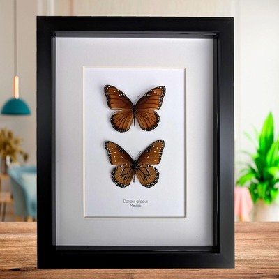 Gerahmte Königin Schmetterling Taxidermie: Entomologie Geschenk, 8x10''