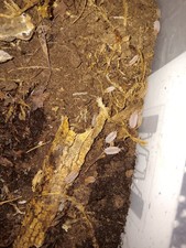 30 ct. Porcellionides pruinosus "Powder Orange" Isopods