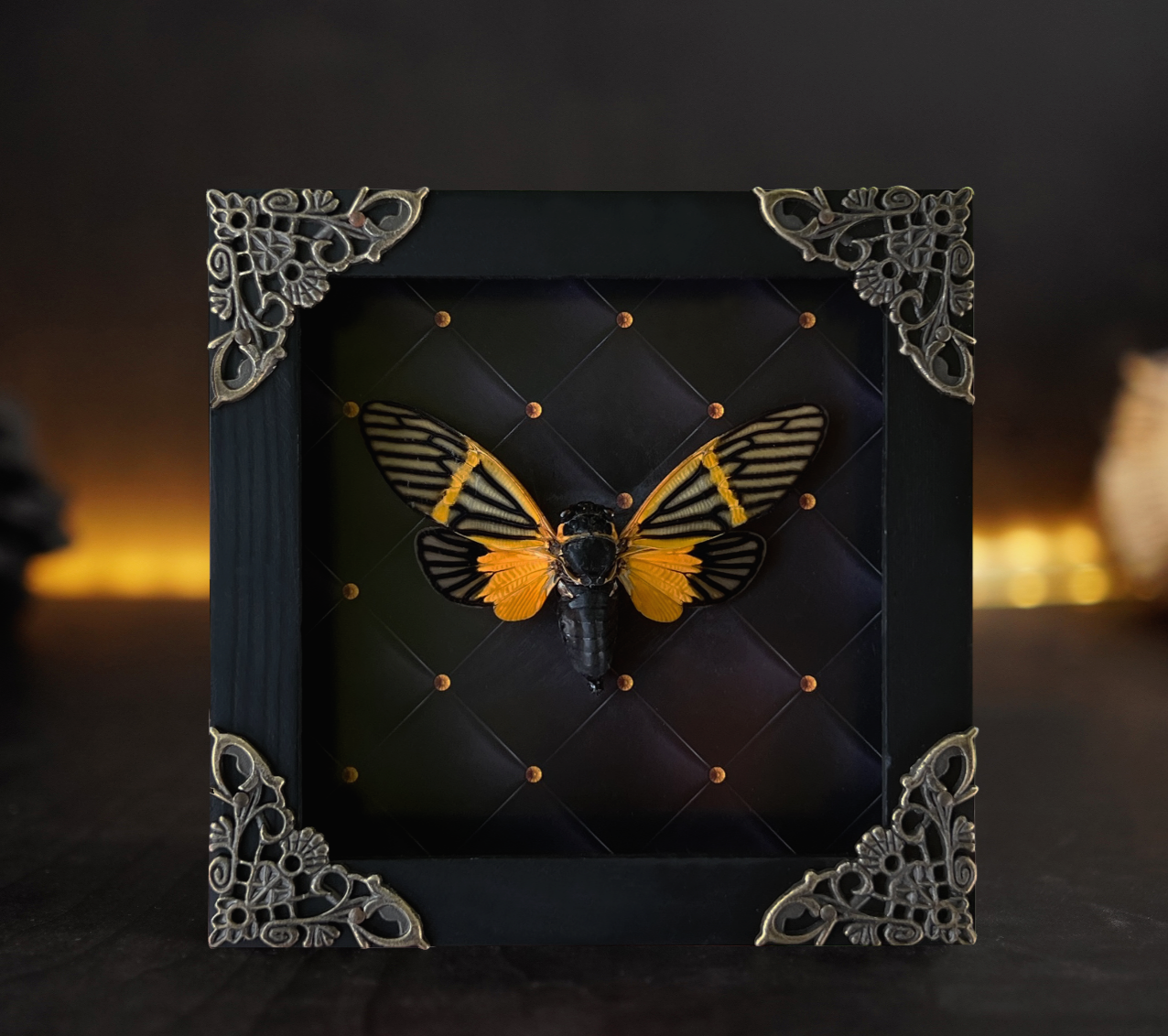 Gothic Wall Art Decor Real Cicada Bug Taxidermy Insect Frame Curiosities