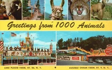 Greetings 1000 Animals Lake Placid Farm Ausable Chasm New York Vintage Postcard