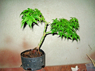 BONSAI GRAFTED JANANESE MAPLE SHSISHI GASHIRA