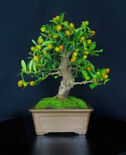 japanese Kinzu bonsai tree