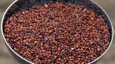 4 LBS PURE PREMIUM Red Quinoa ,VEGAN,GLUTEN-FREE,nonGMO