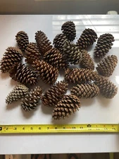 Pine Cones, 20+ Assorted Cones Included