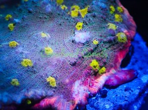 Cornbred's Pink Sexy Chalice - Frag - LIVE CORAL