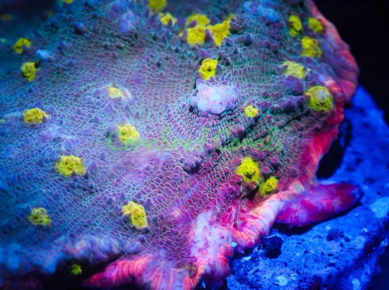 Cornbred's Pink Sexy Chalice - Frag - LIVE CORAL