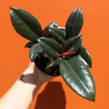 Rubber Plant Ficus elastica 4" Pot | Burgundy Tree | Tropical Live House Plant