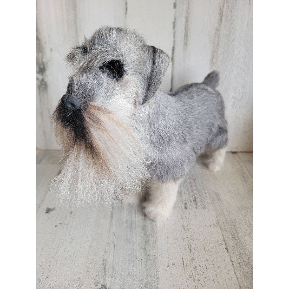 South Africa Cheap Schnauzers For Sale Schnauzer Pet Lovers Nigeria