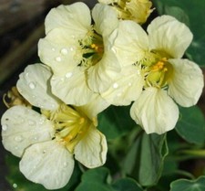 15 Moonlight Nasturtium Seeds  - Edible