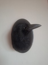 Taxidermy Carrion Crow Head Mount Corvus Corone Not Endangered