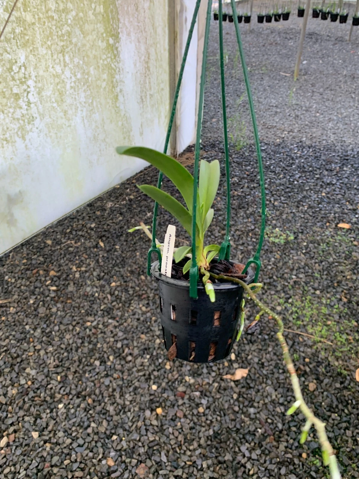 Picture 4 of 5