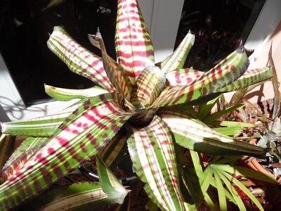 Neoregelia SNAKE CHARMER Bromeliad one tropical plant *BIG* | eBay