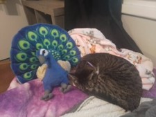 Pre-owned peacock stuffed animal. warning for a small hole on the tail sorry. 
