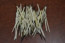 50 PCS PORCUPINE QUILLS QULLWORK NATIVE AMERIAN CRAFT