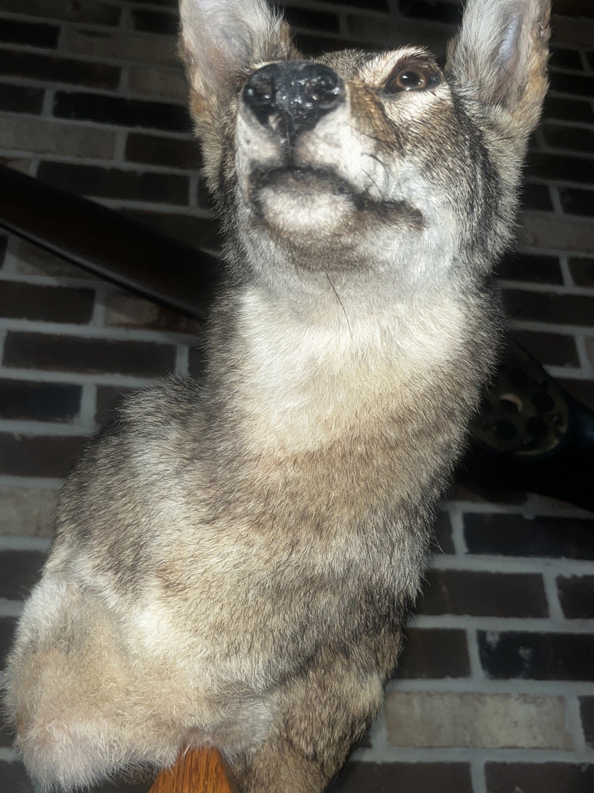 East Tennessee Coyote Taxidermy Shoulder Mount on Hardwood Base