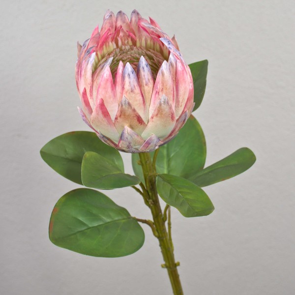 Artplants Kunst Blumenzweig KöNigs-Protea Tanieka, Rosa-Weiß, 65Cm-image
