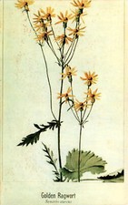 Golden Ragwort, Senecio aureus, Oak Openings Park, Ohio, Hauger Phot