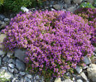 Creeping Thyme Thymus Serpyllum - 110,000 Bulk Seeds