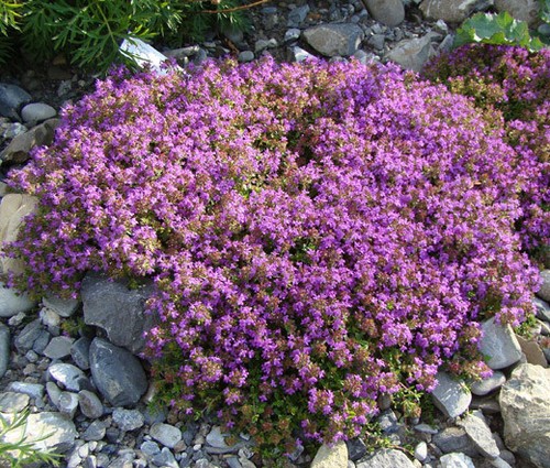 KRIECHENDER THYMIAN Thymus serpyllum - 110.000 große Samen - Bild 1 von 4