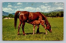 Postcard Horses Mother and Nursing Foal Arabian Purebreds
