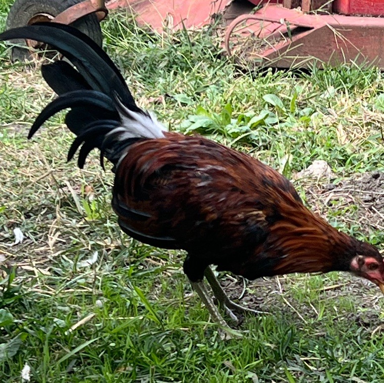 Pure spangled Bates Hatch Over Kelso , A Stag And Pullet (Mom n dad pictured too