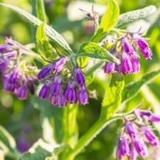 80 Symphytum Officinale Comfrey Seeds - Non-GMO Heirloom Fresh Garden Seeds