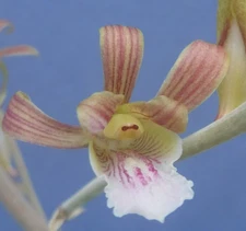 Eulophia petersii 3 Stems Amazing Flowr Desert Orchid Succulent Plant 9" Tall Y6